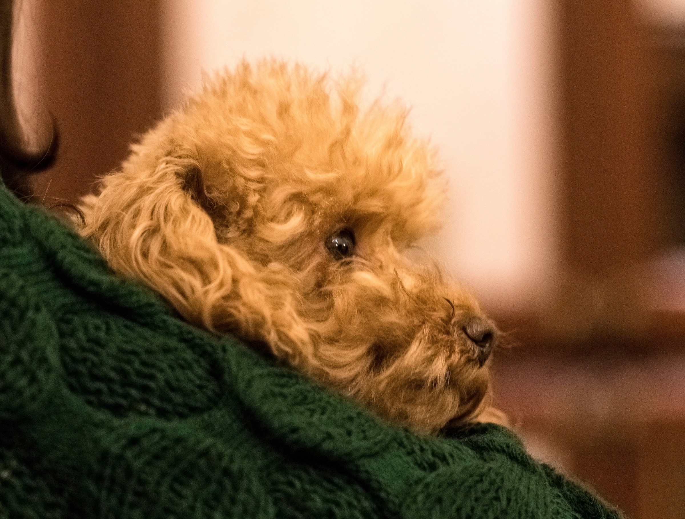 Susy primo test Pentax645z/Hasselblad