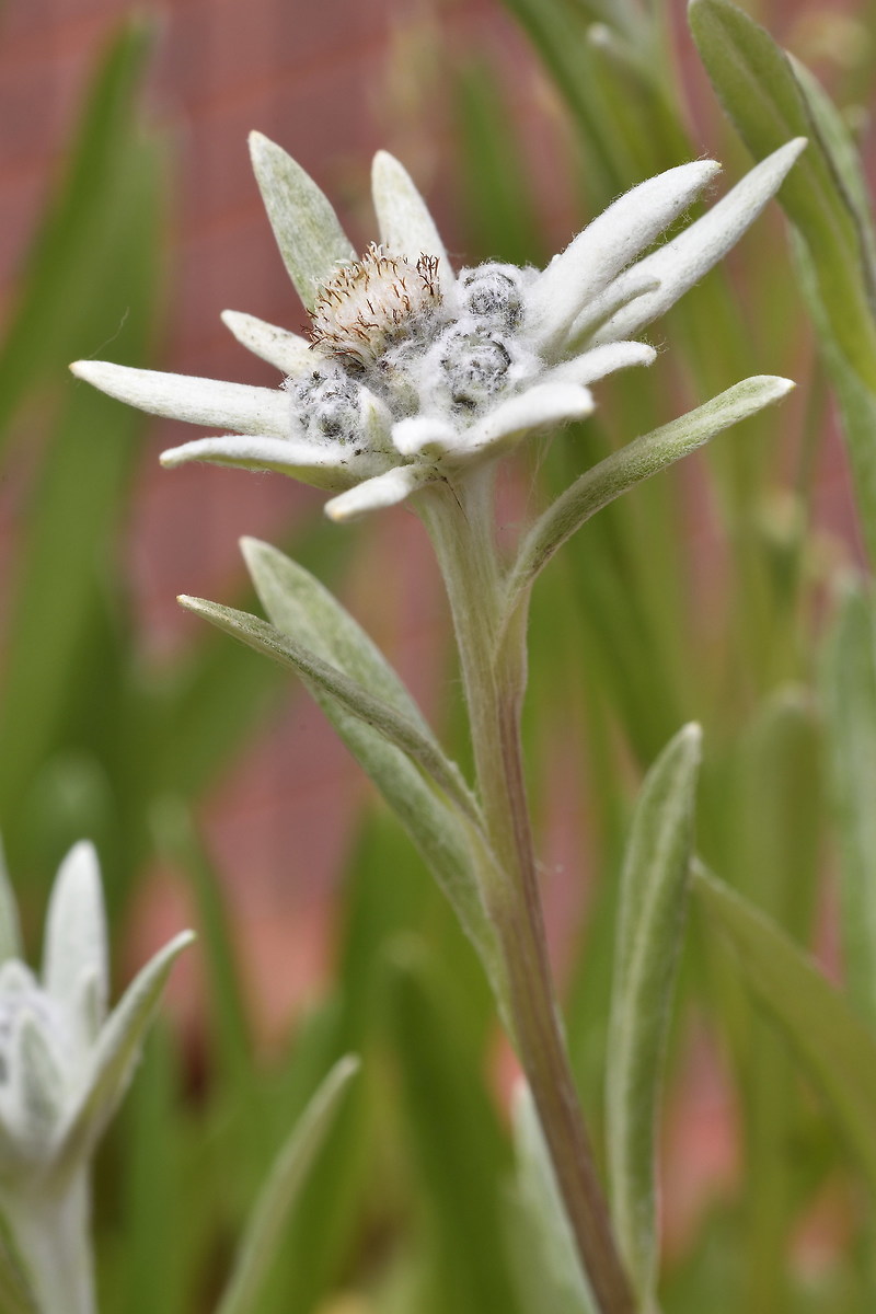 ... Everyone calls me stellaaa ...