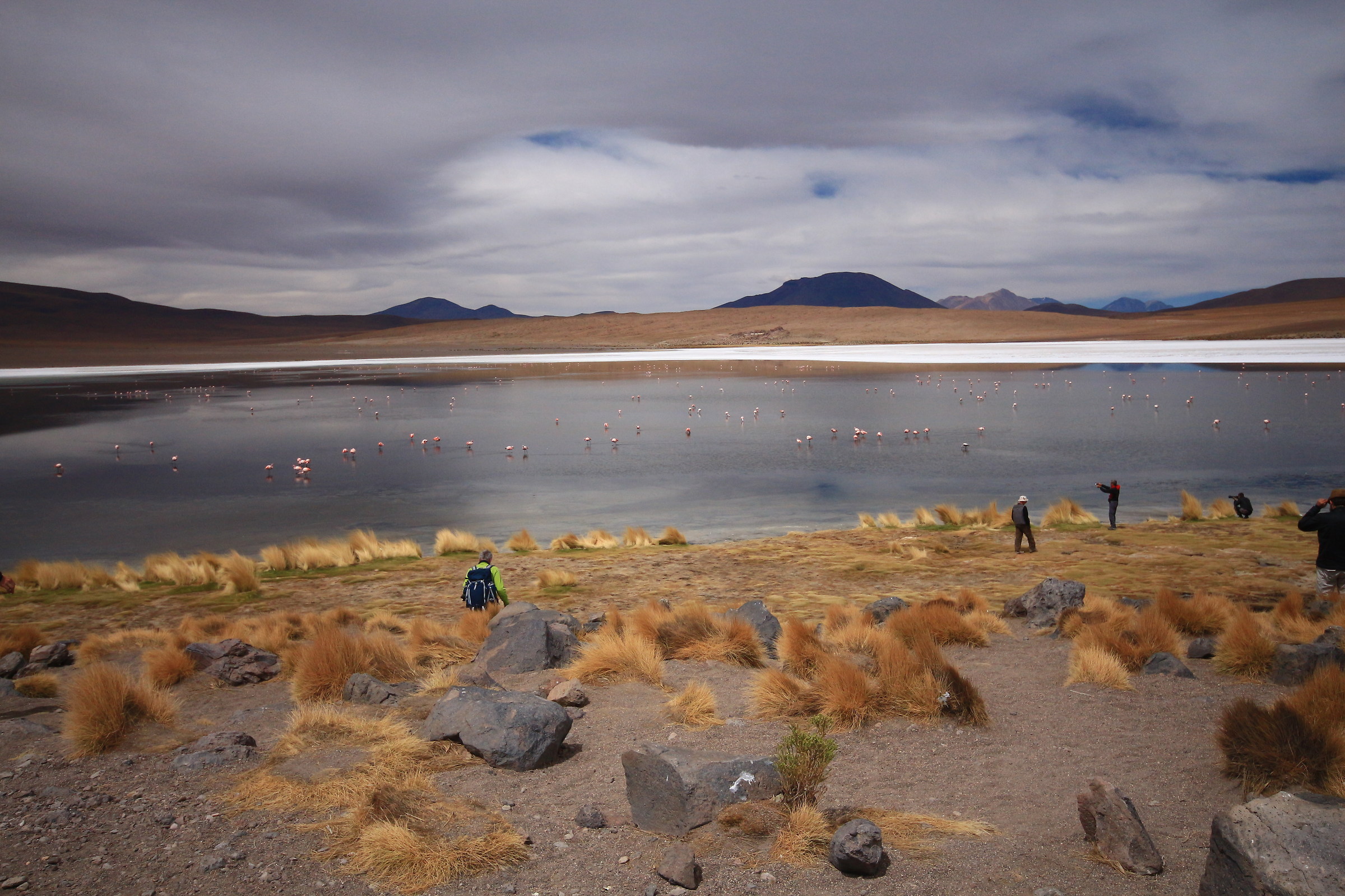 metropoli di fenicotteri