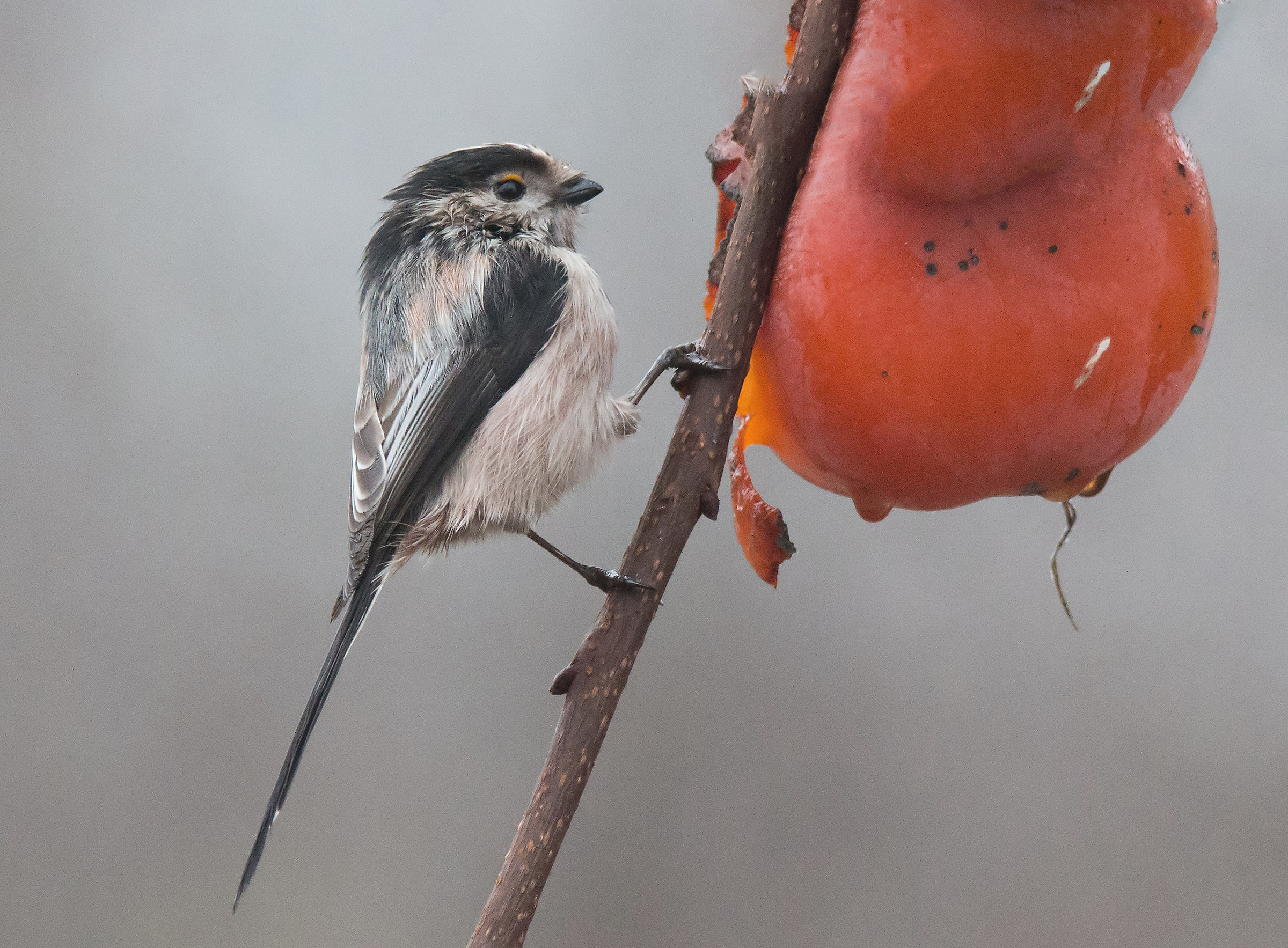 A long-tailed tit wet and hungry