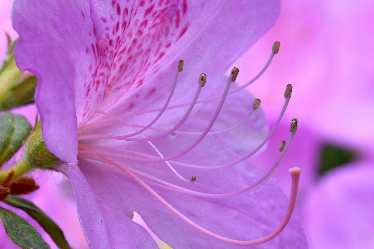 Azzalea, particularly