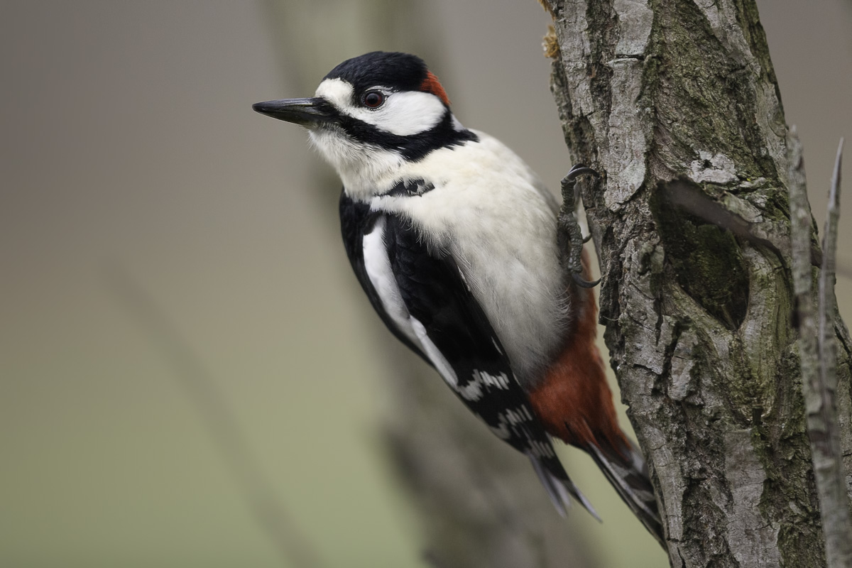 picchio rosso maggiore