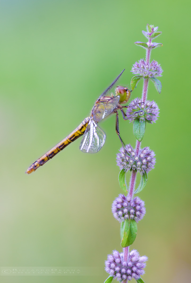 Step by step I will fly