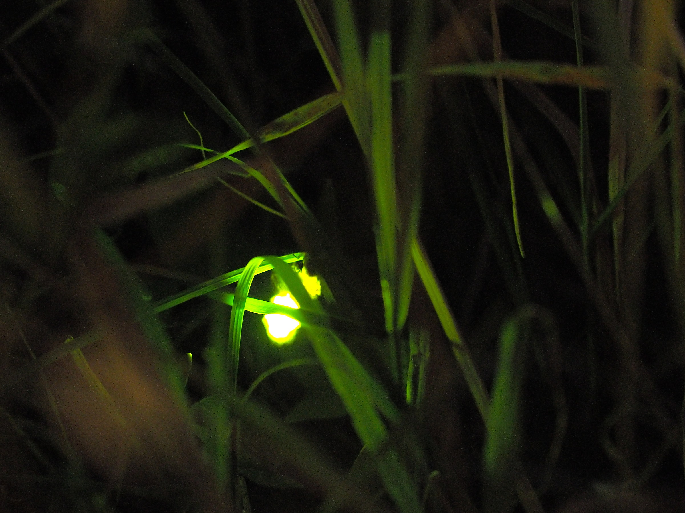 Firefly in the grass ...