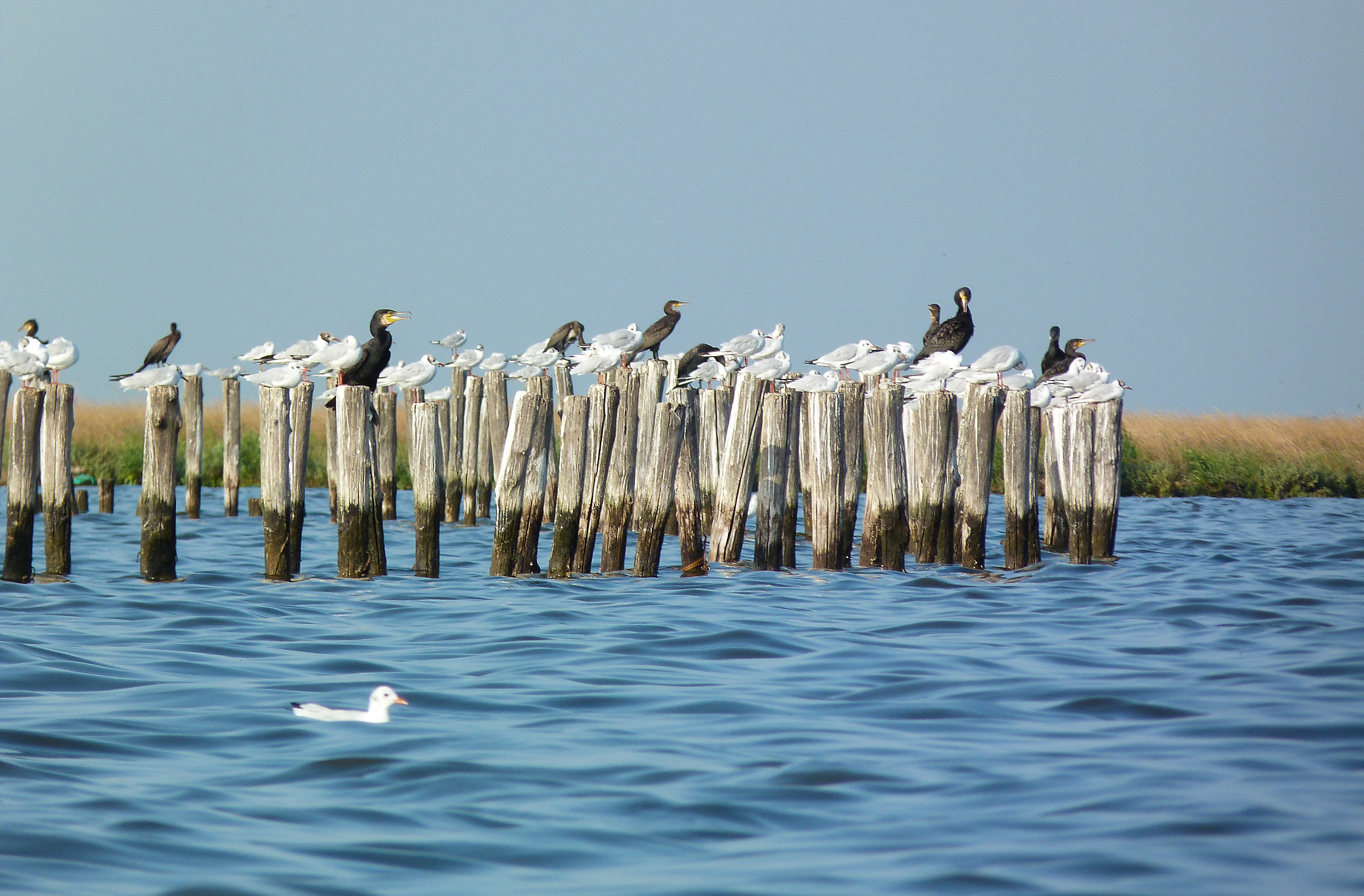 Circolo dei Gabbiani