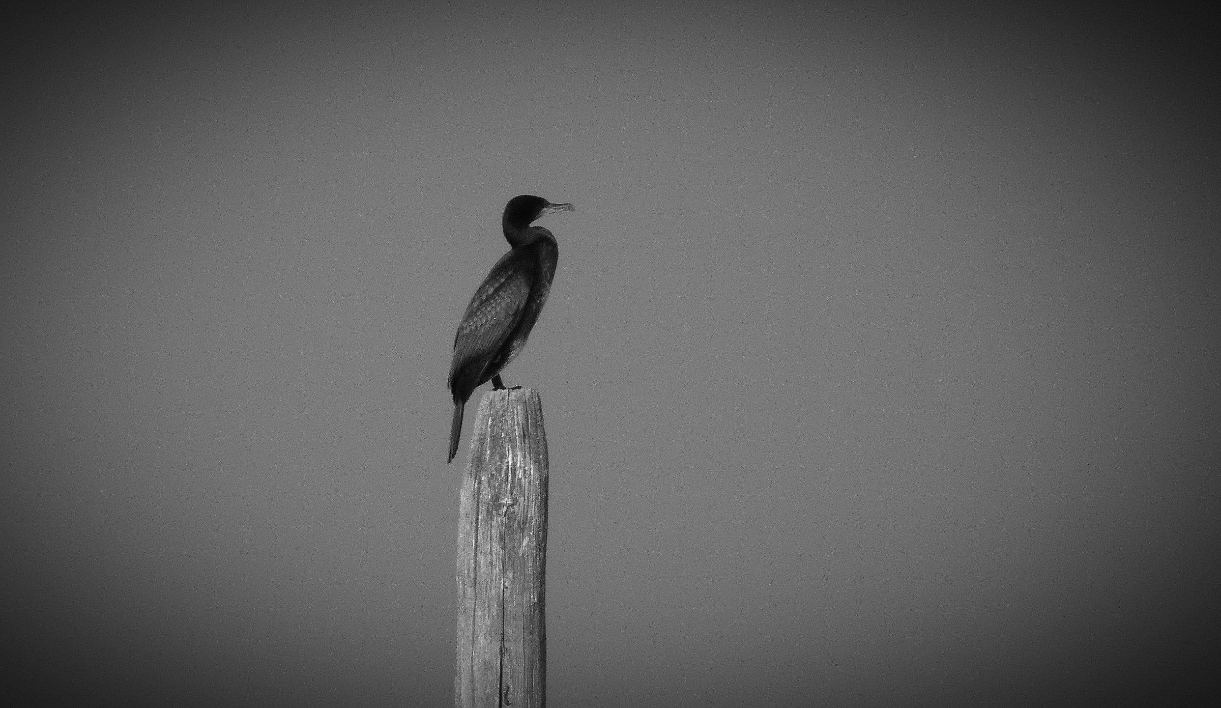 Guardiano Il Cormorano