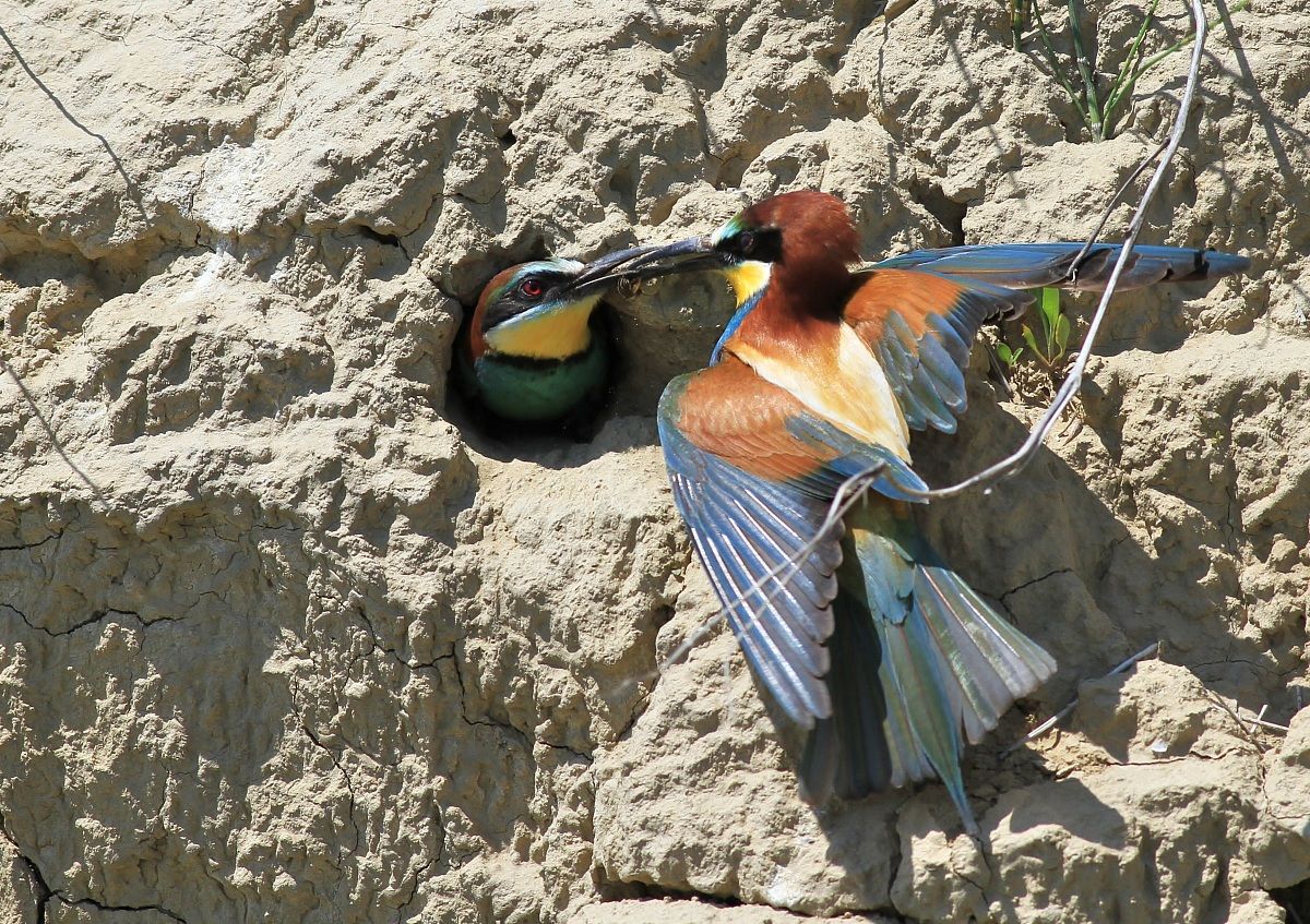 Affamata........................