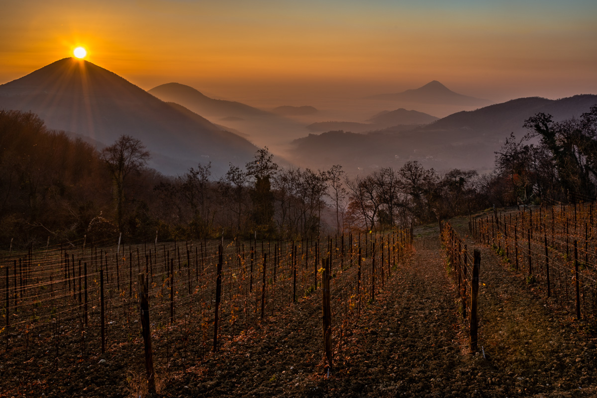 The vineyard of Teresa