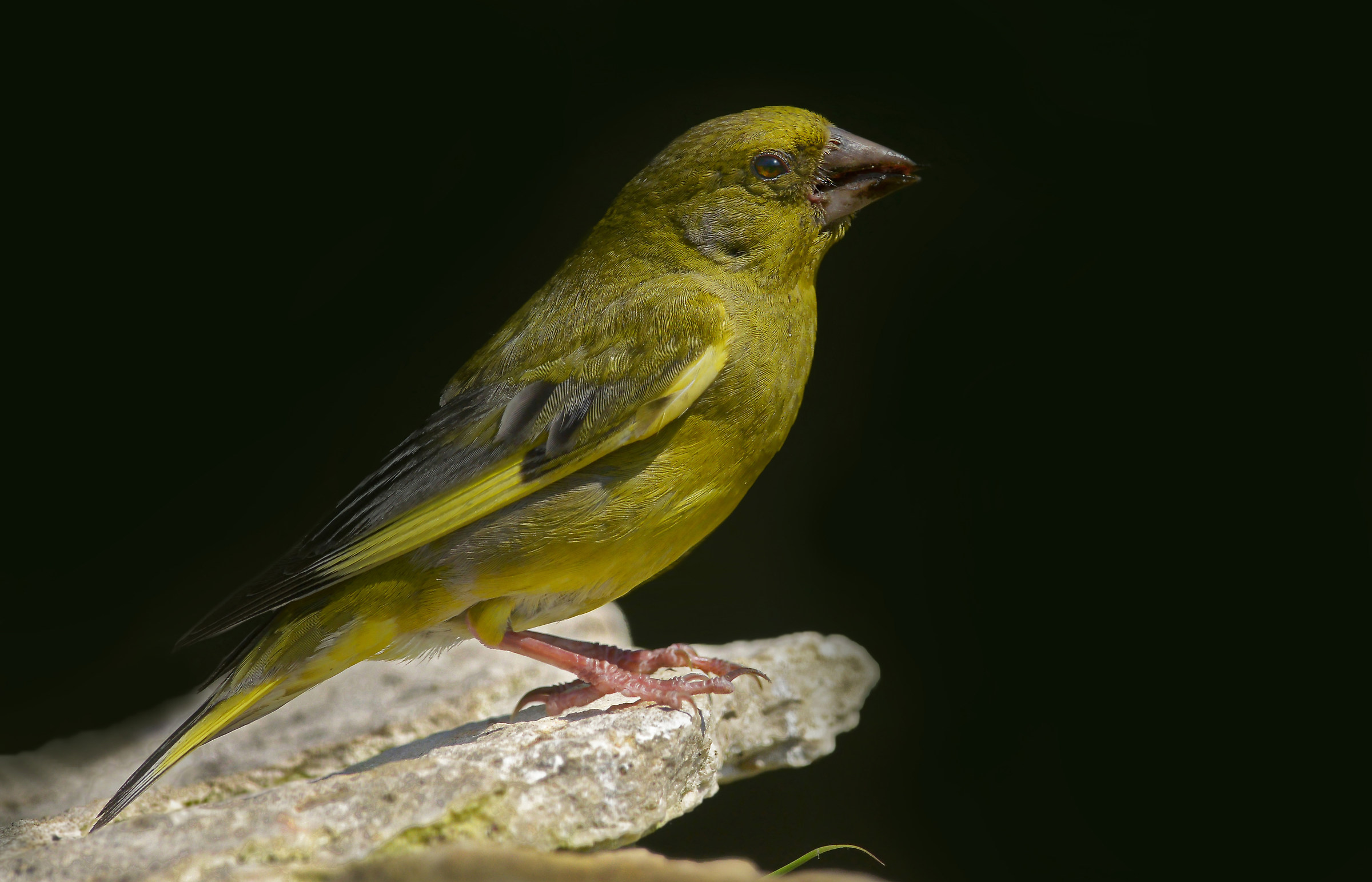 greenfinch