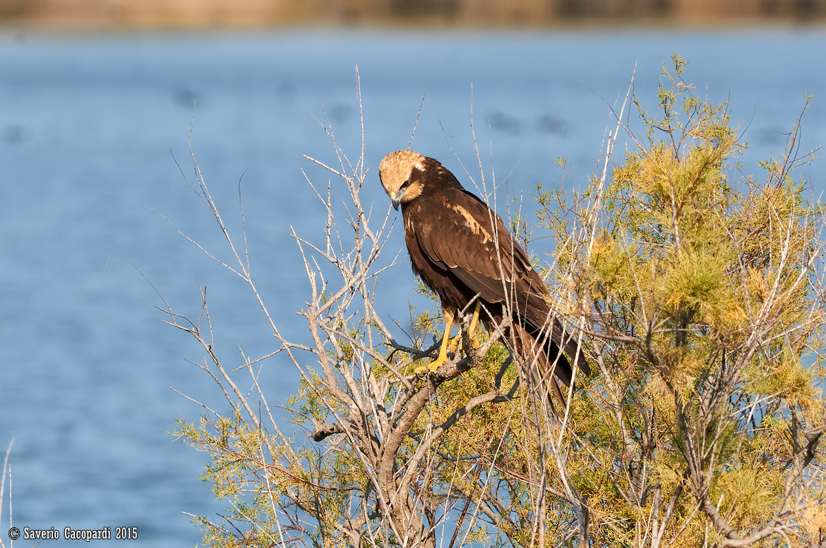 Marsh harrier