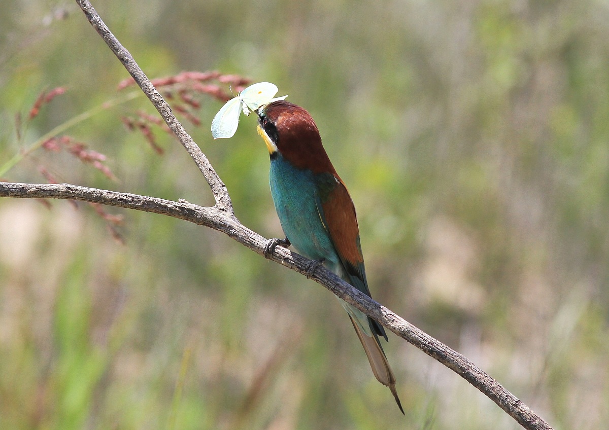 Povera citronella...............