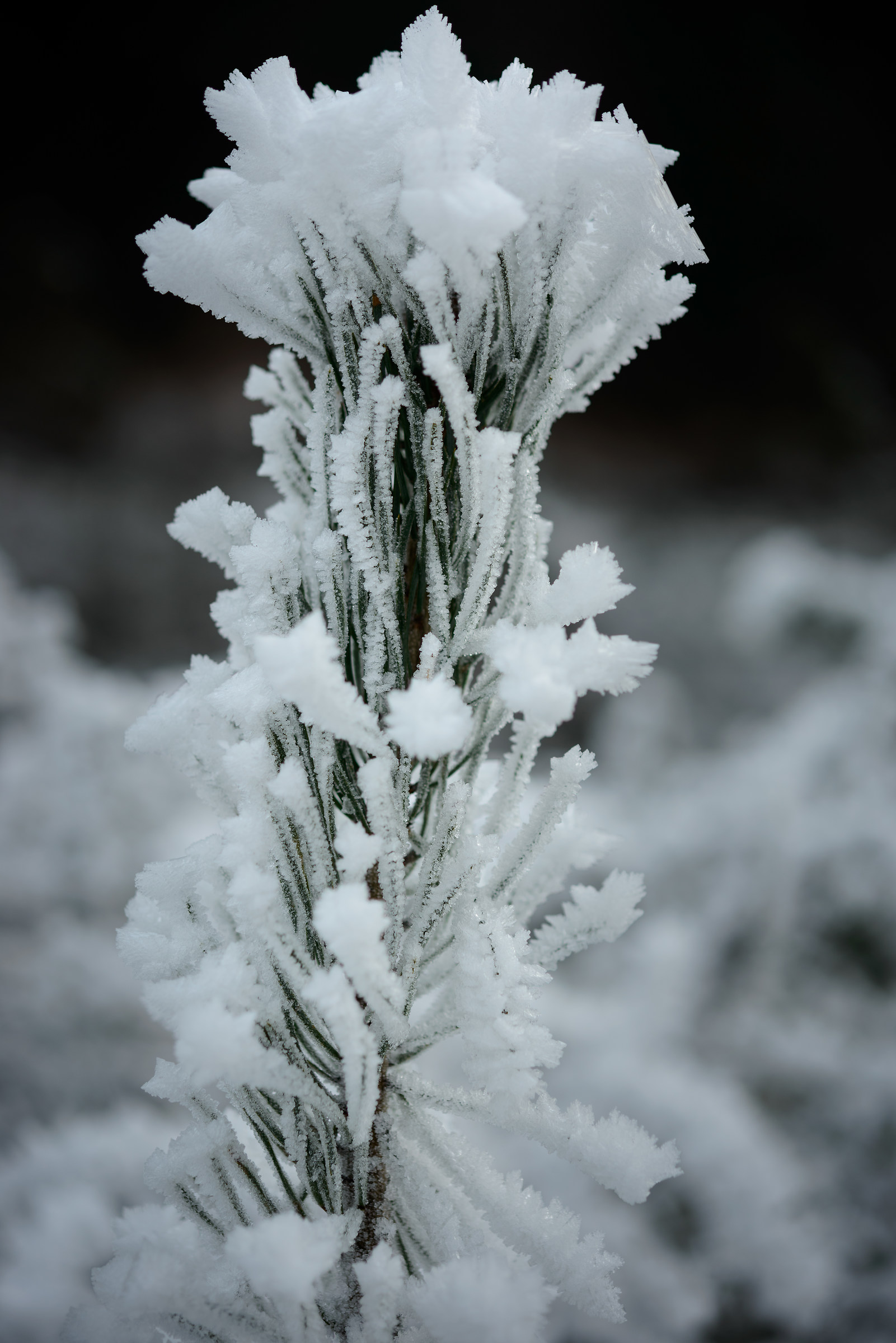 Ice Flower 2