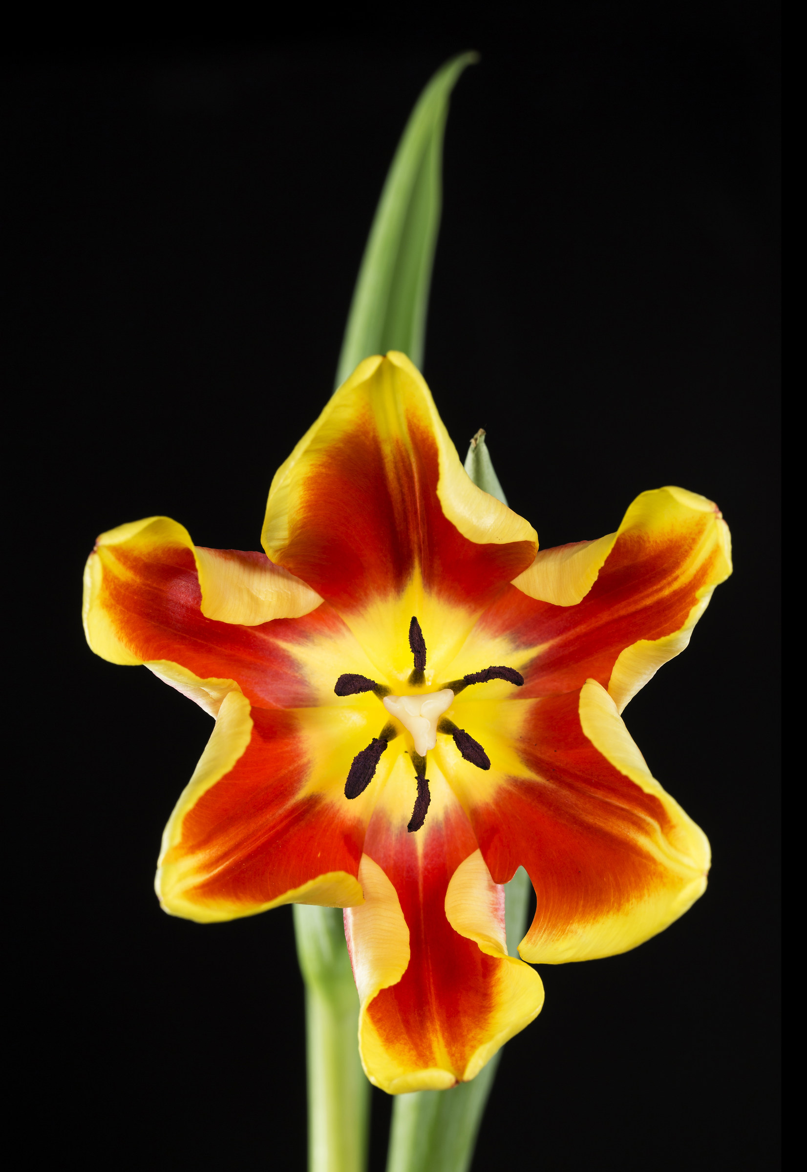 Diamo un pò di colore a questo 2017