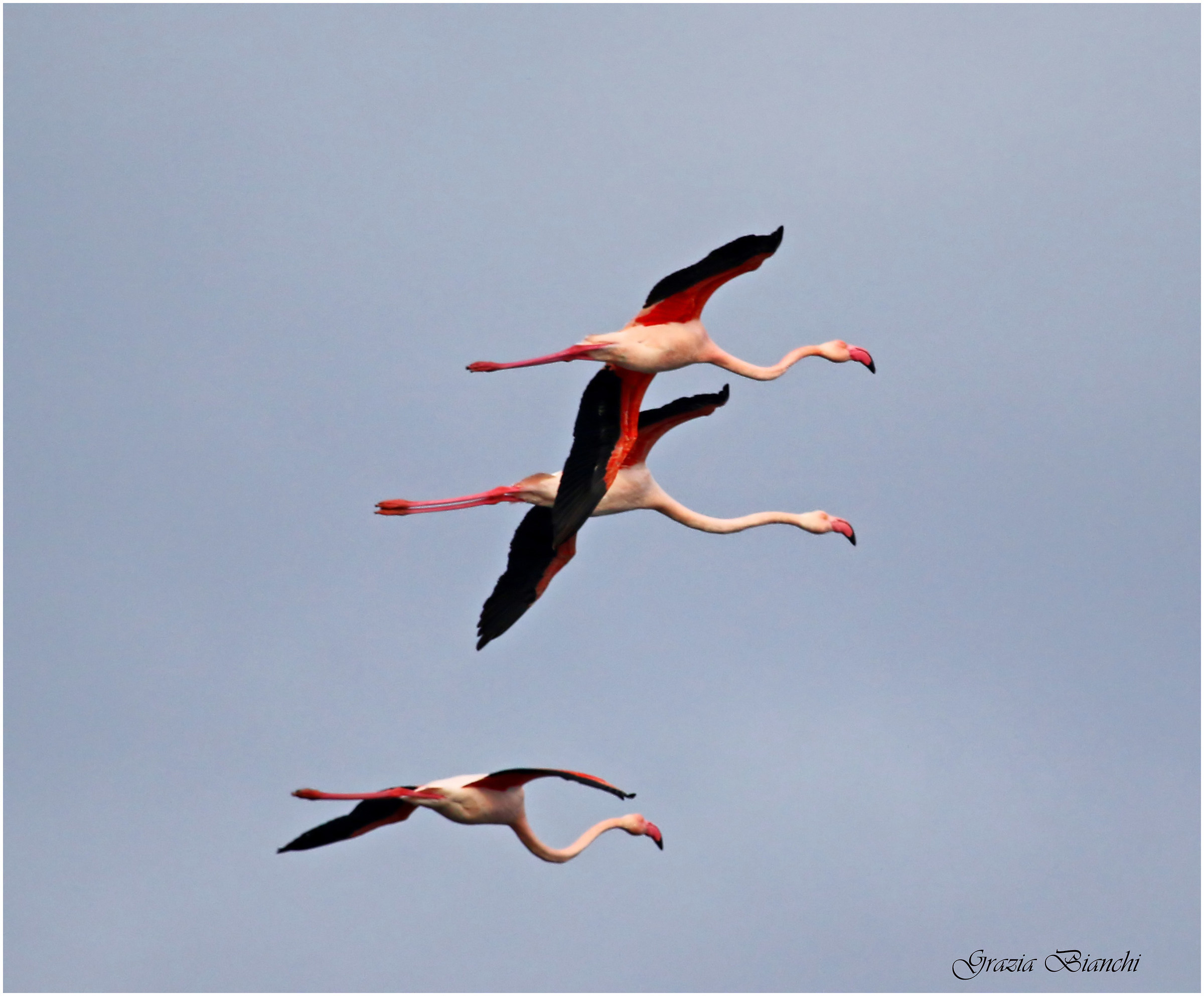 Fenicotteri - Laguna di Orbetello