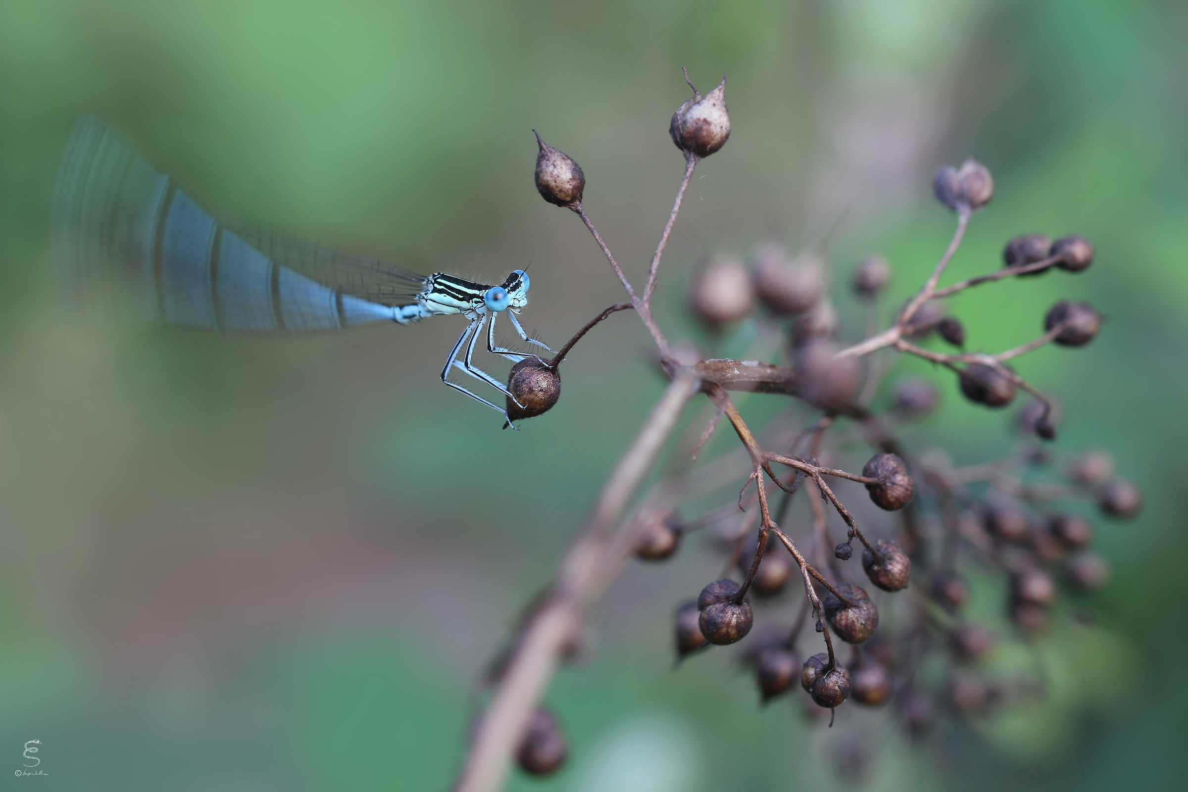 Shake your booty to the music of the river