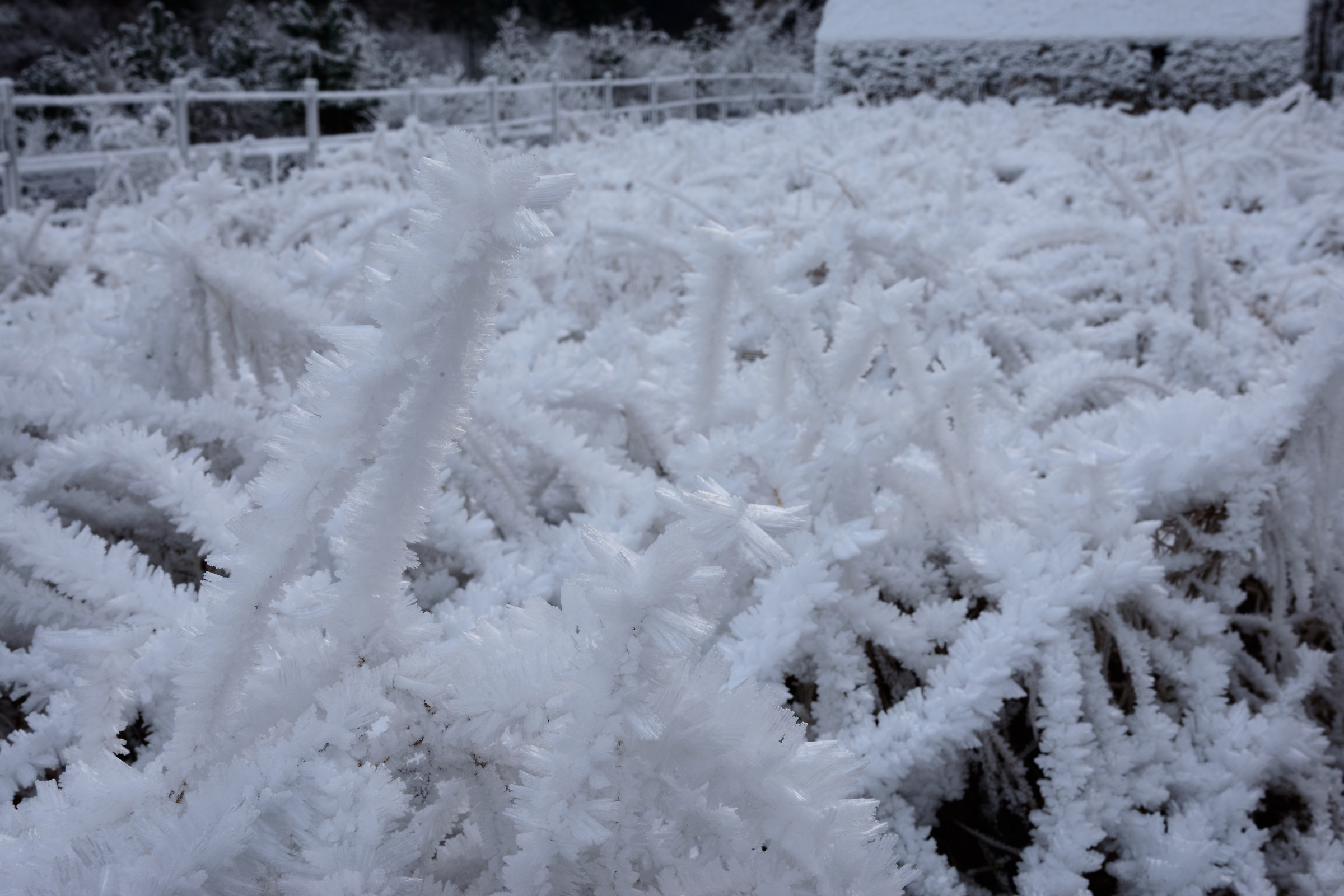 Field of crystals