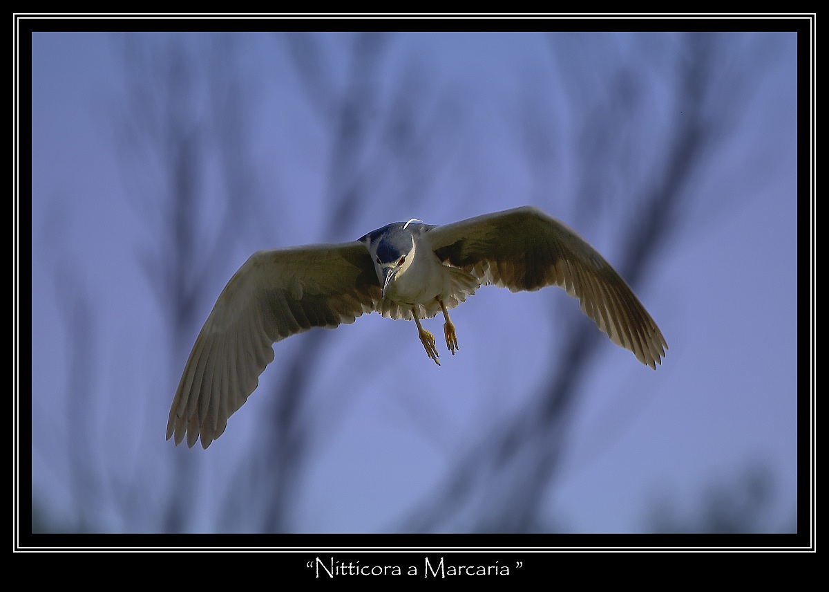 Nitticora in Volo