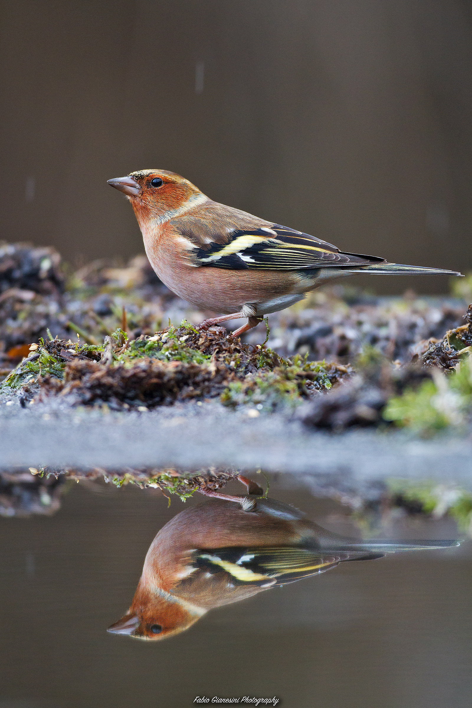 Fringuello allo specchio (2)