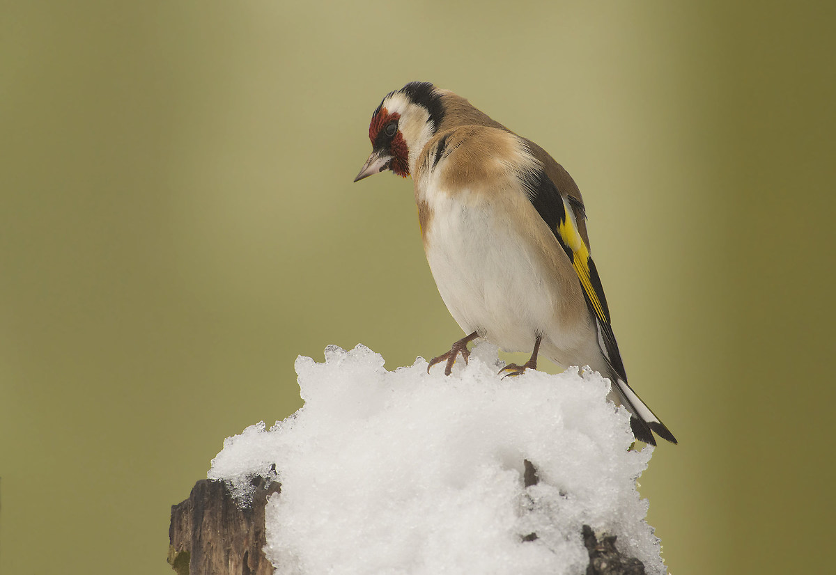 Today we serve goldfinch in the snow