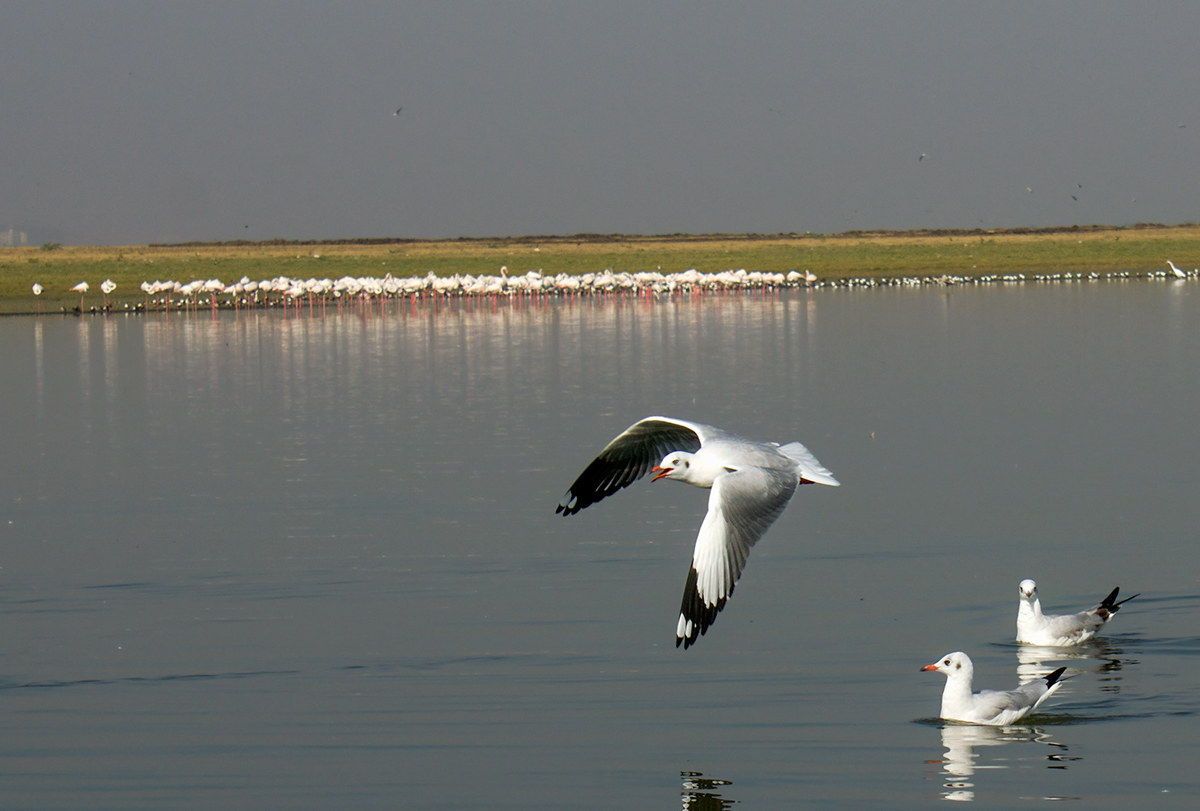 Flamingoscape with Gulls.