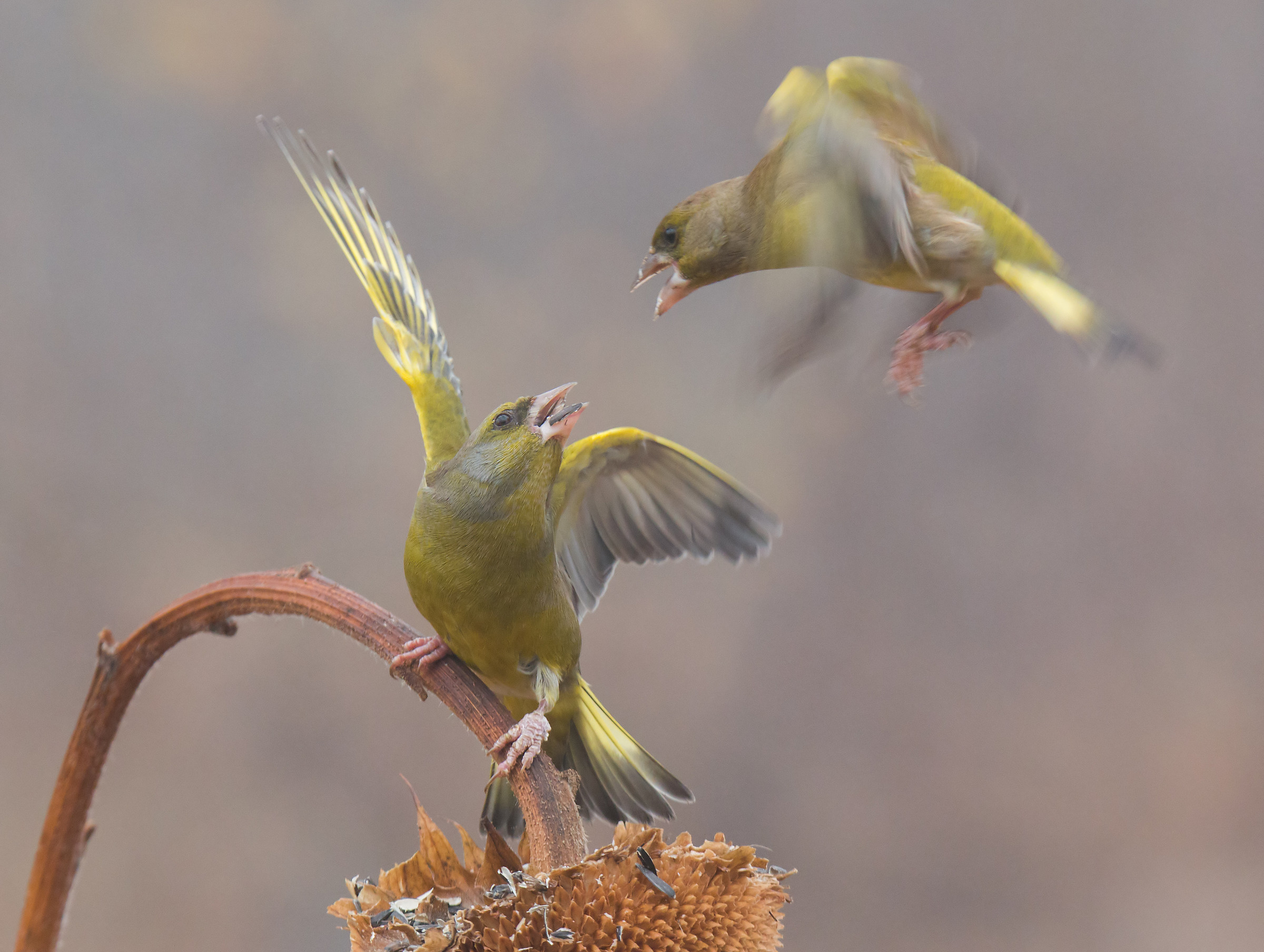 Duel for the last seed