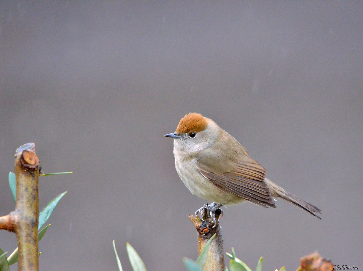 blackcap female in the rain