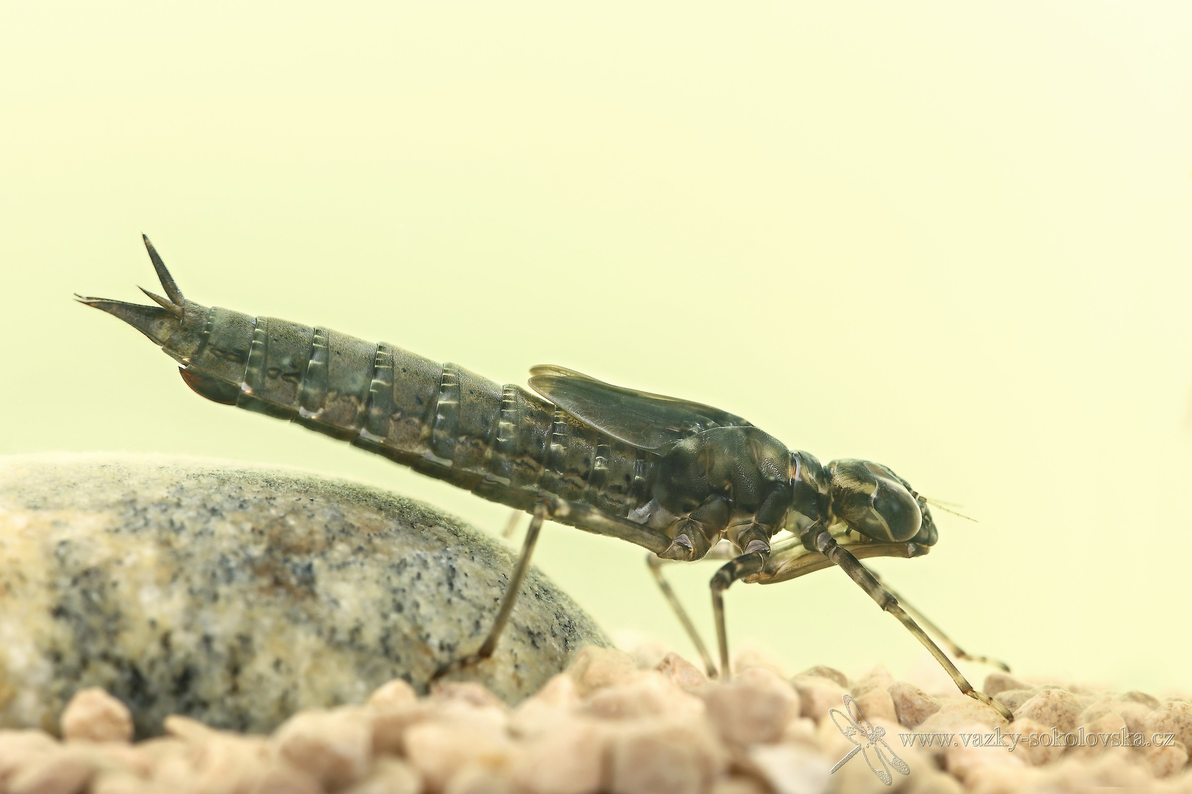 Aeshna cyanea - larva