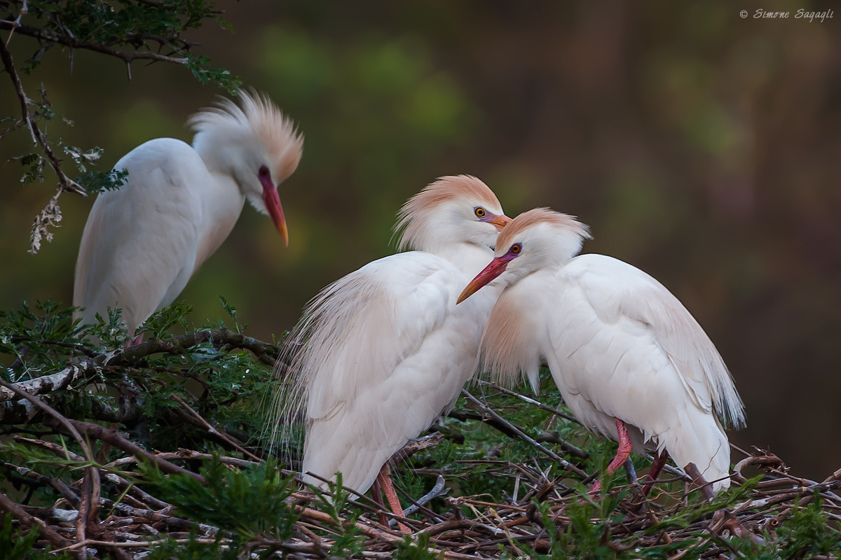 He, She and the other (2nd episode)