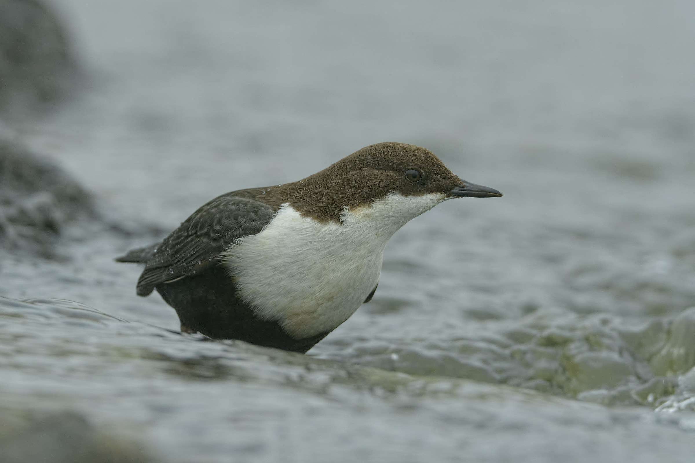 Dipper -I