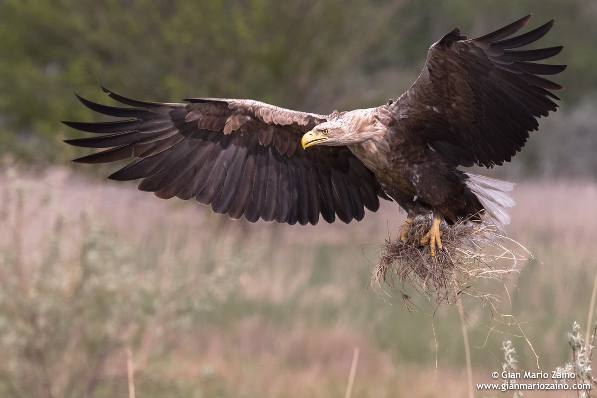 Haliaeetus albicilla / Aquila di mare / Sea eagle