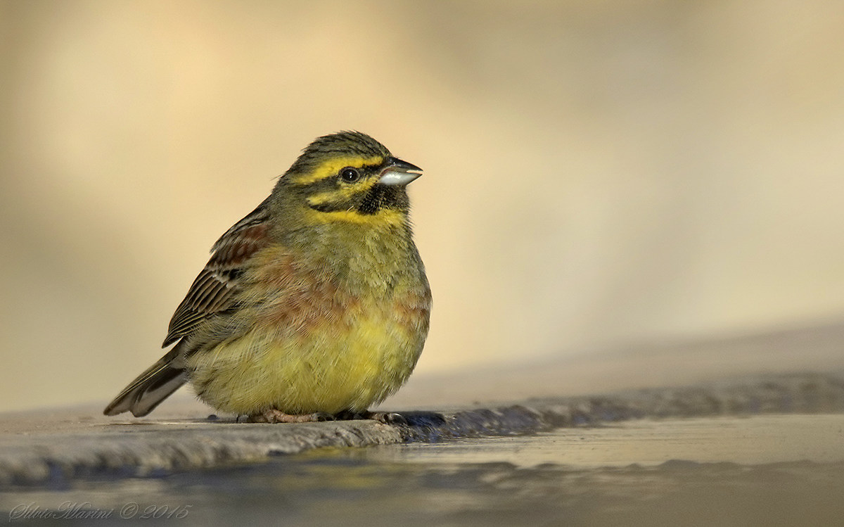 Bunting (Emberiza cirlus)