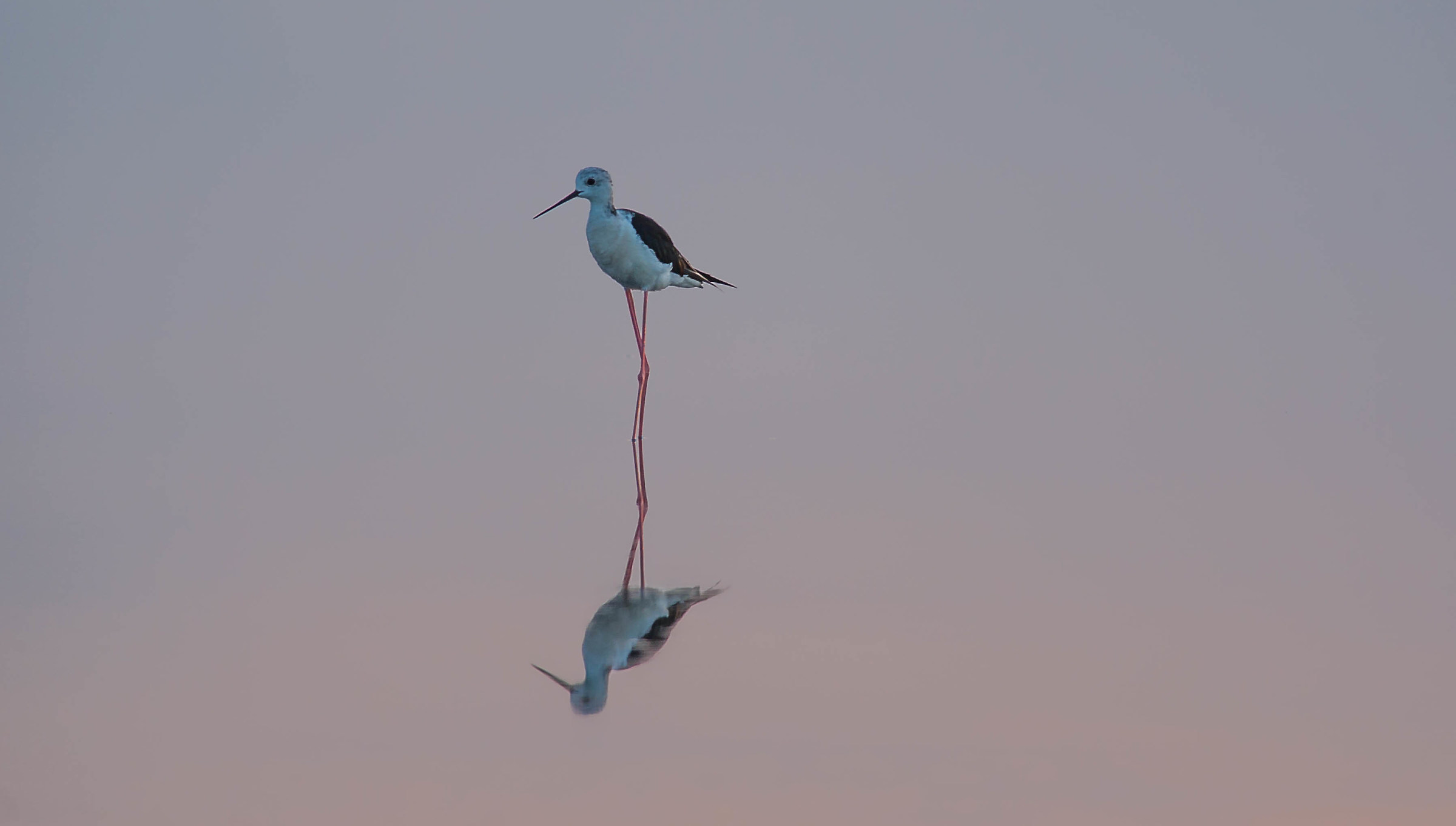 knight of Italy at dawn