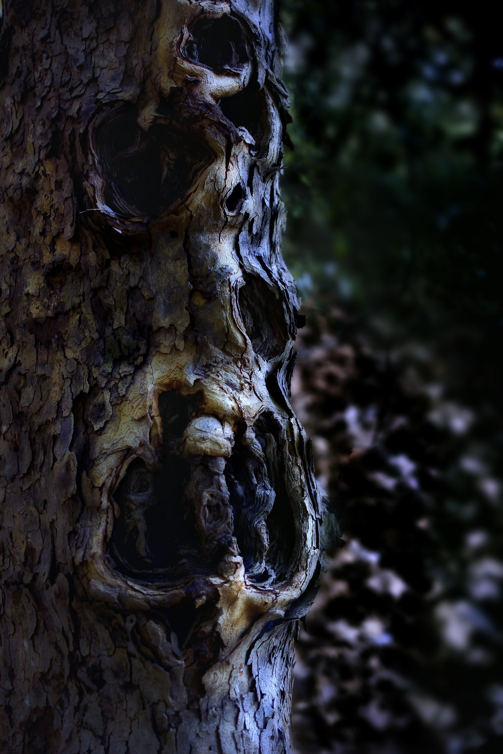 ..sculture natural ..