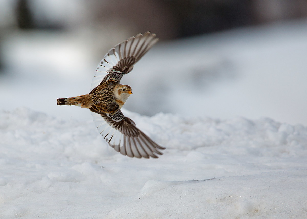 Snow bunting