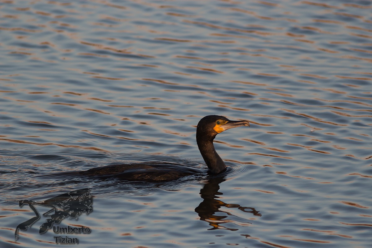 Cormorant
