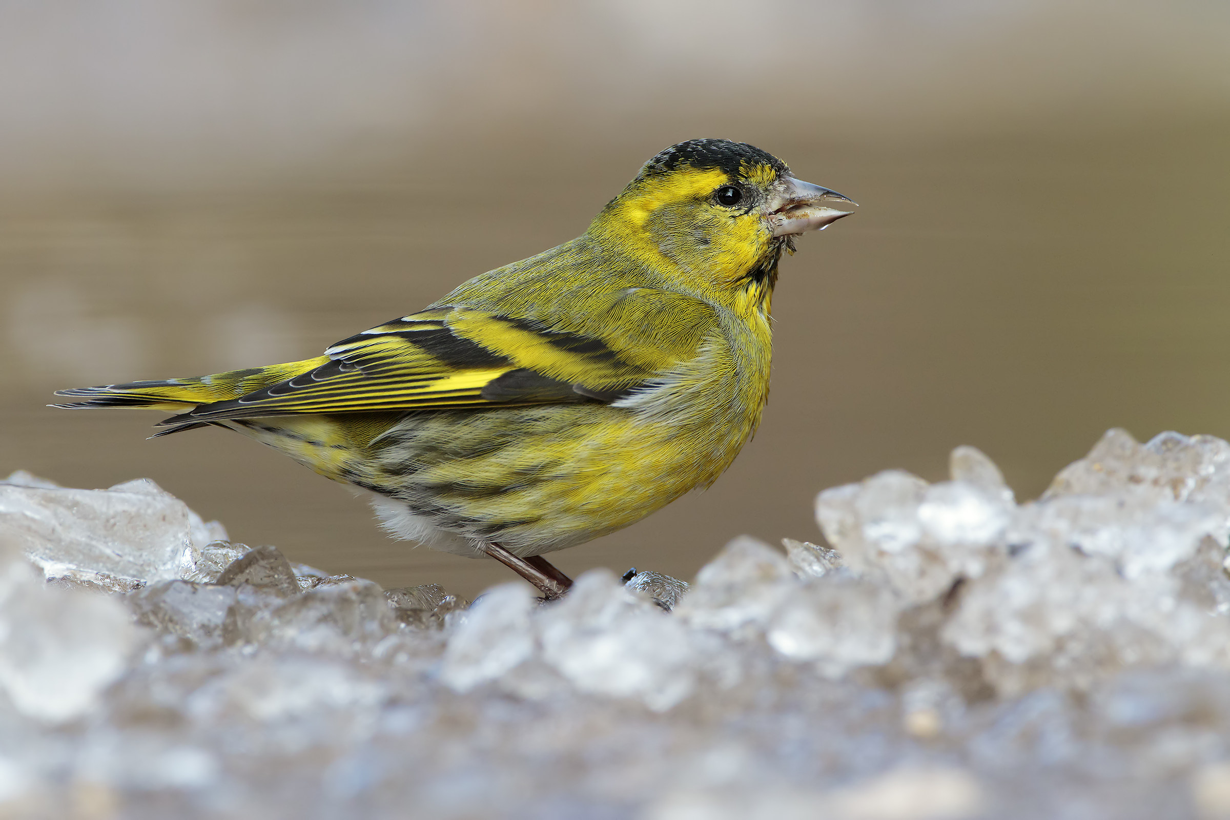 Siskin on ice