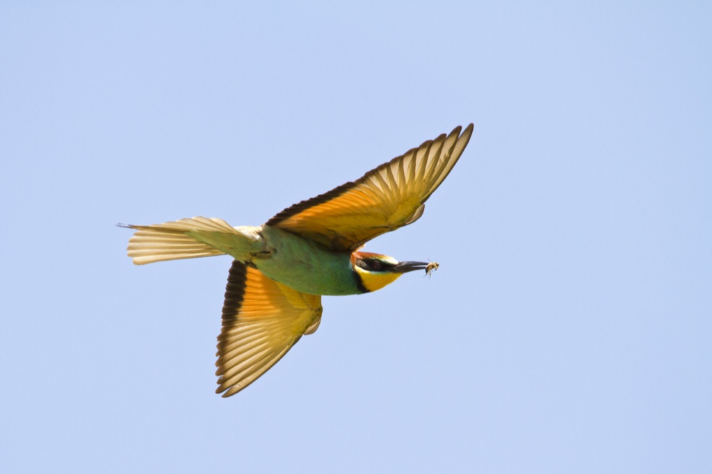 In Flight