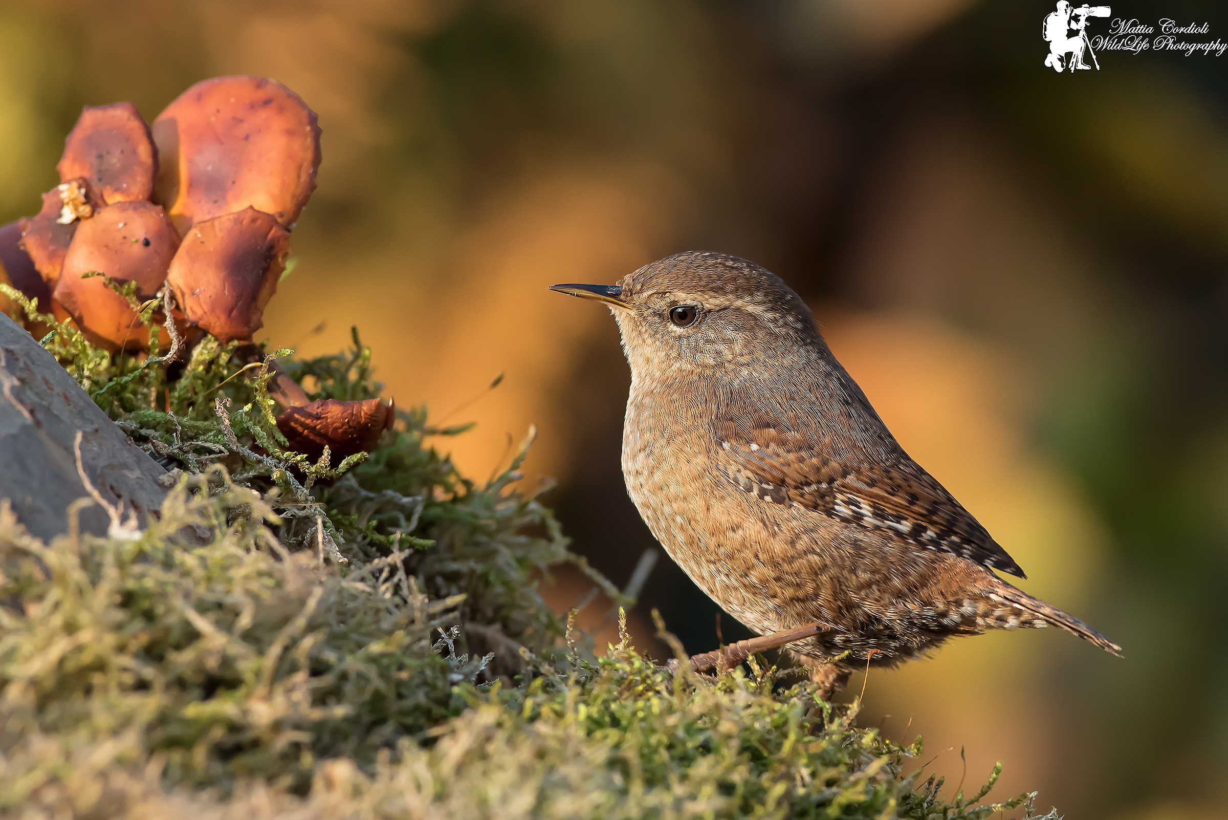 Wren and mushrooms ...