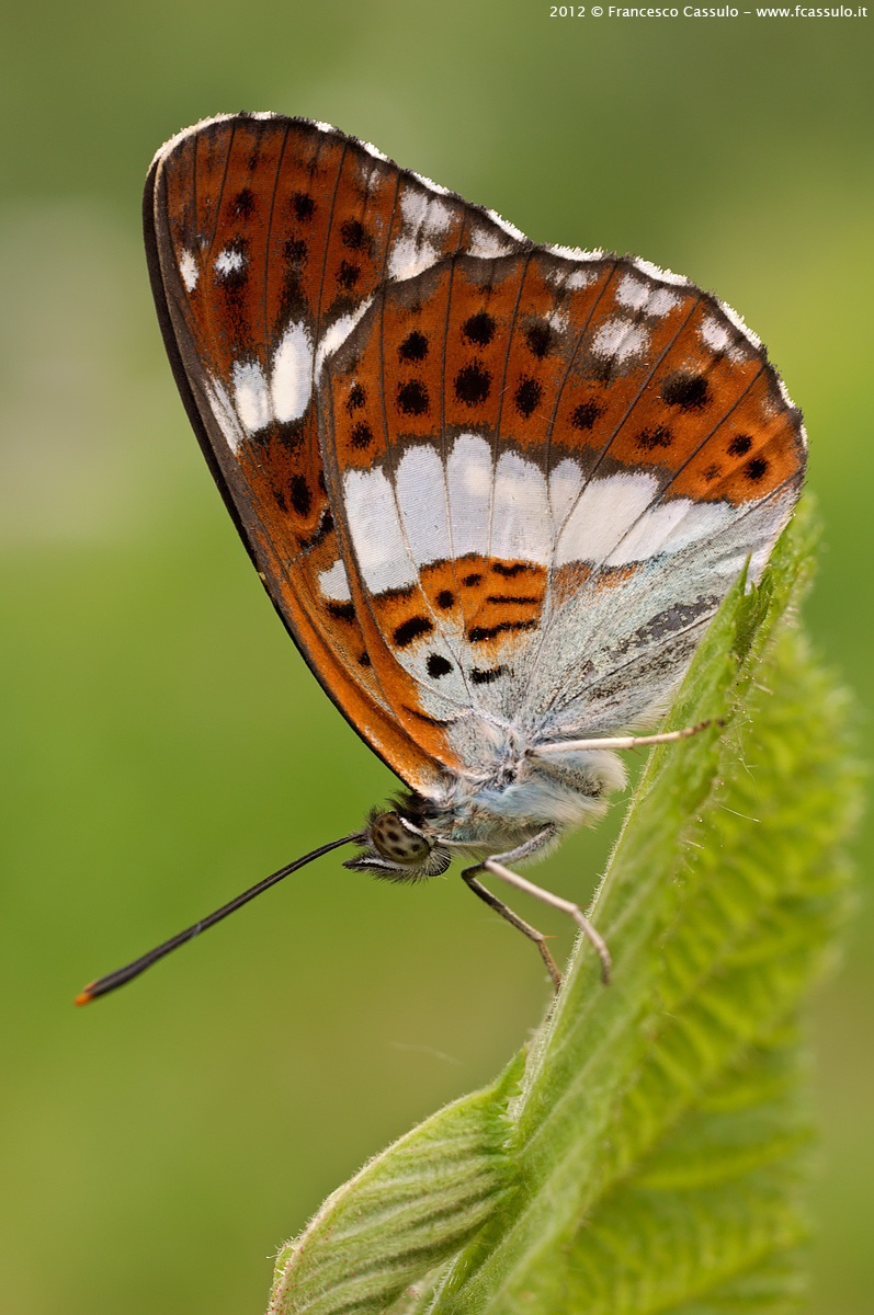 Limenitis camilla (Linnaeus, 1764)