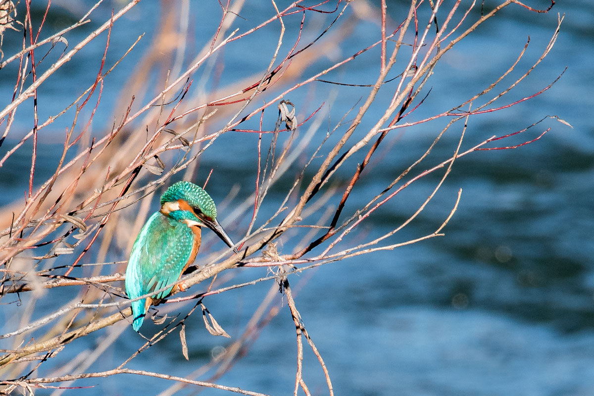 Alcedo atthis (Martin pescatore)...in posa!