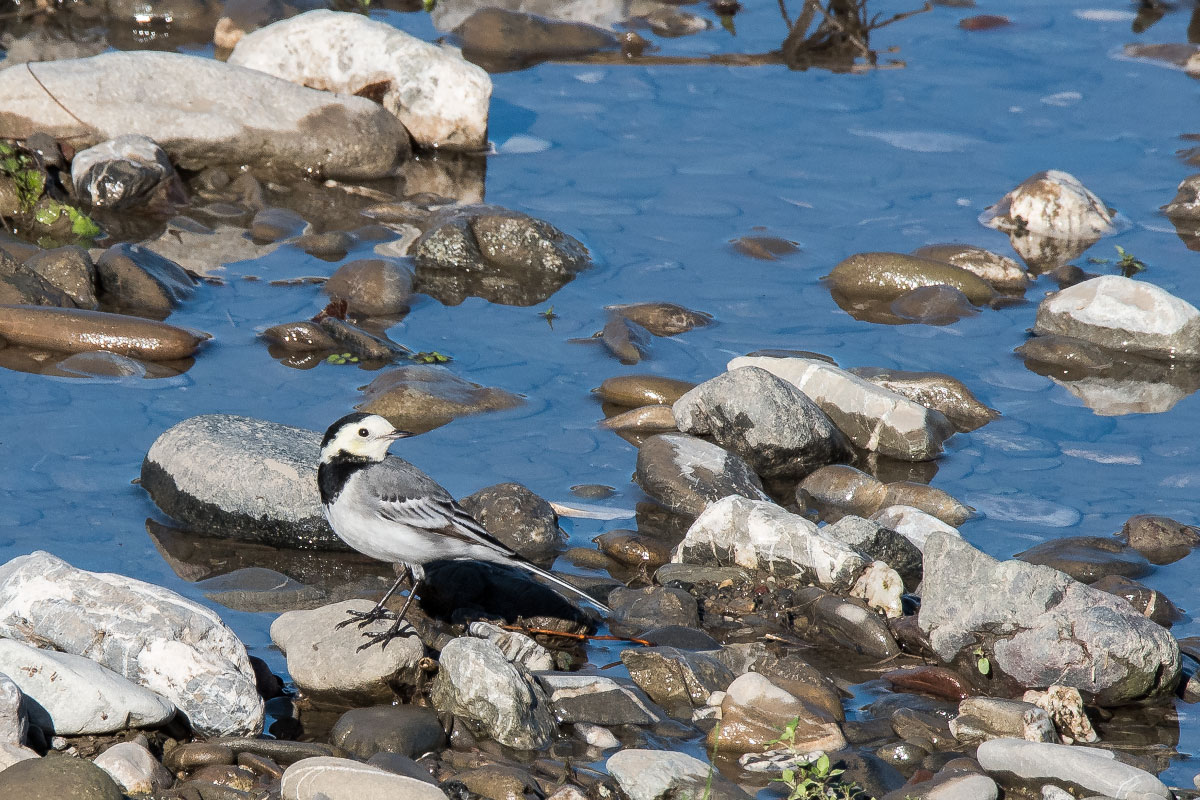 Motacilla alba (Ballerina bianca)