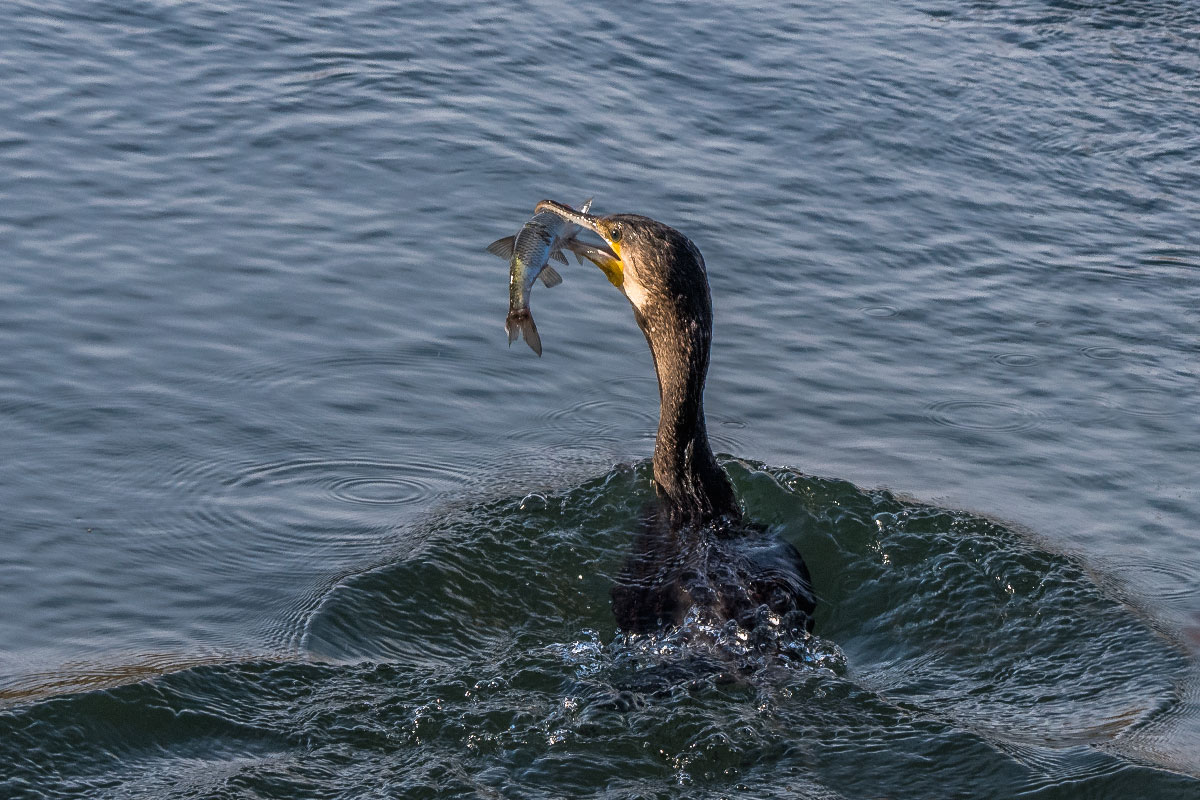 Phalacrocorax carbo (Cormorano)...con preda!!