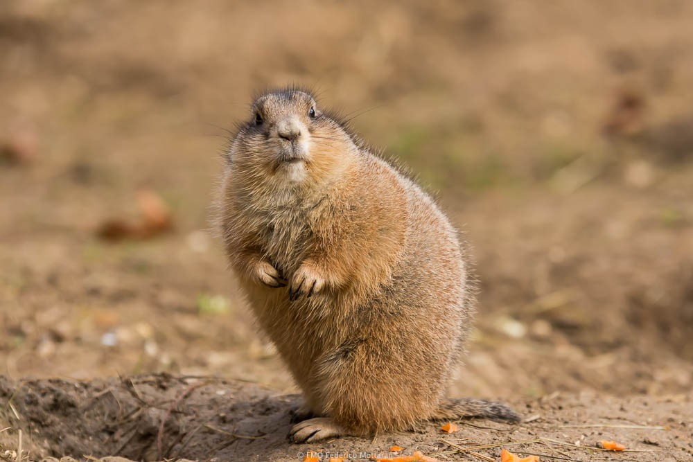 Prairie dog