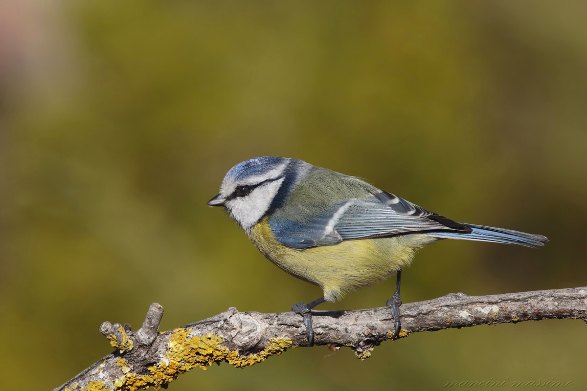 Blue Tit (Parus caeruleus)