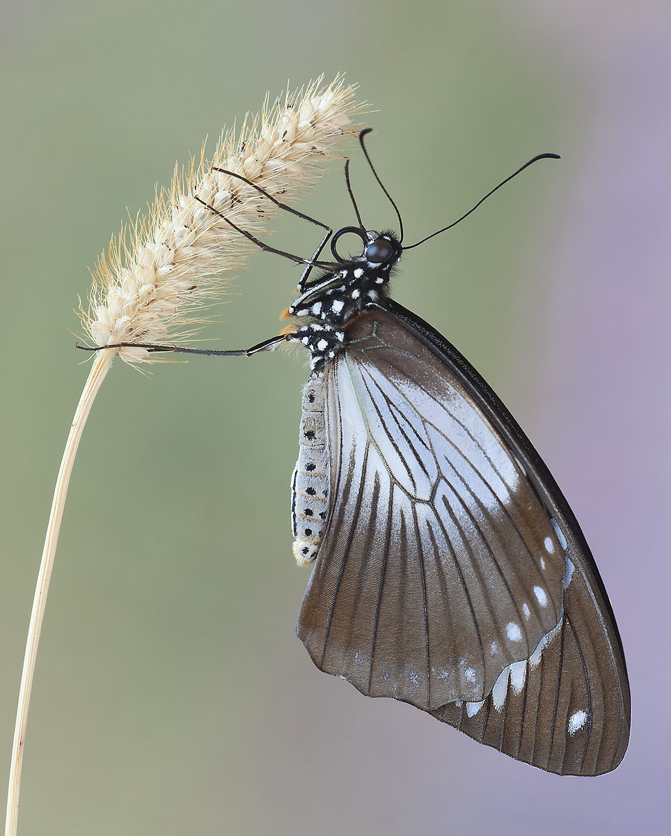 Papilio dardanus