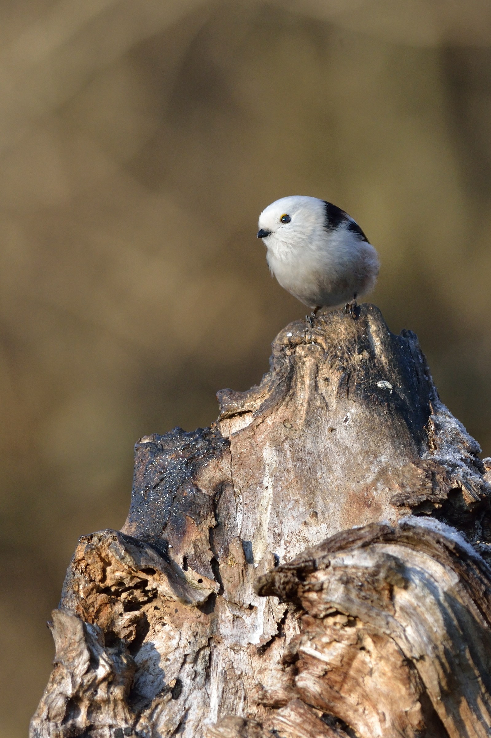 Codibugnolo "Nordic"