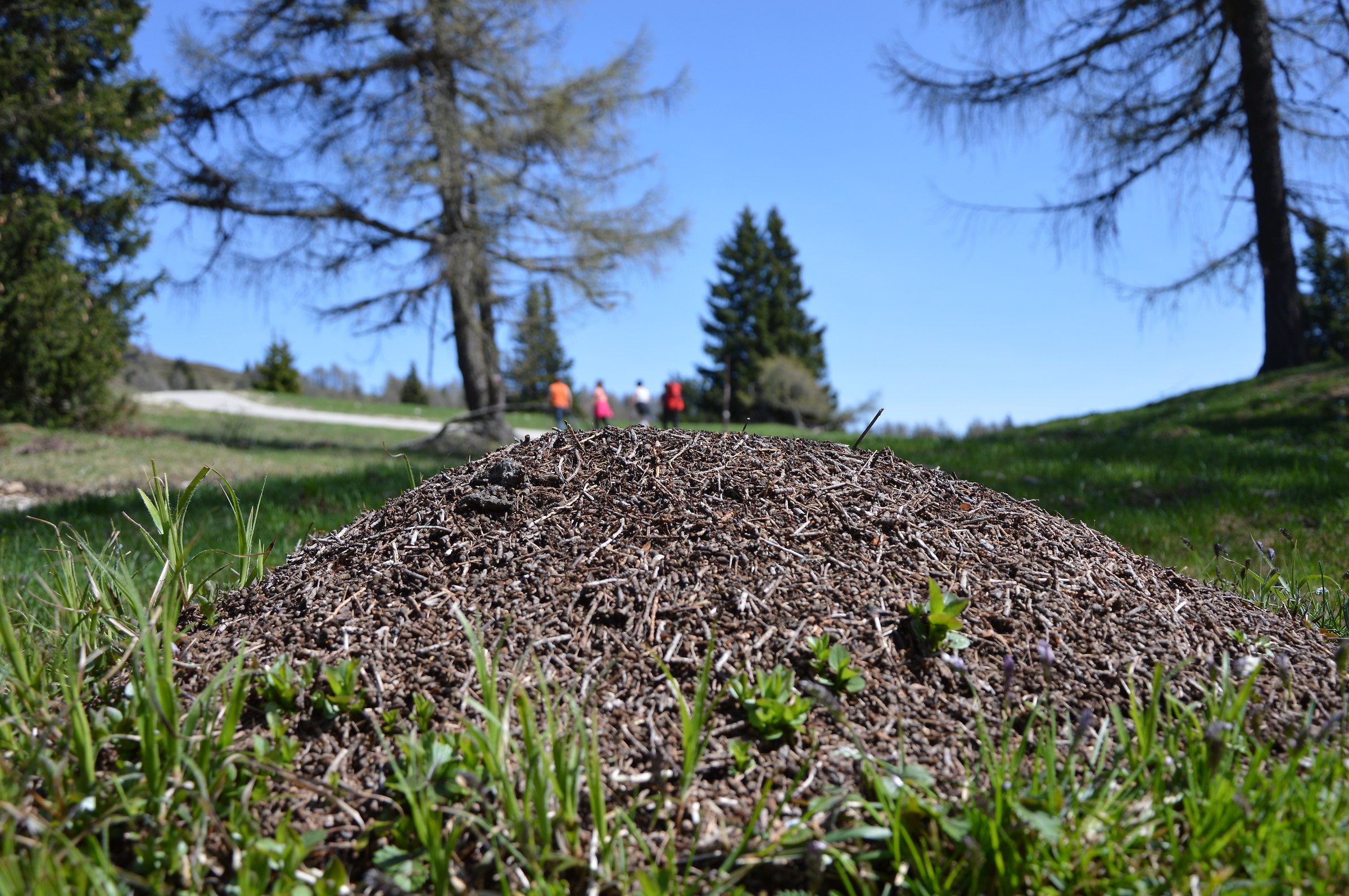 The ant and the 4 special ants