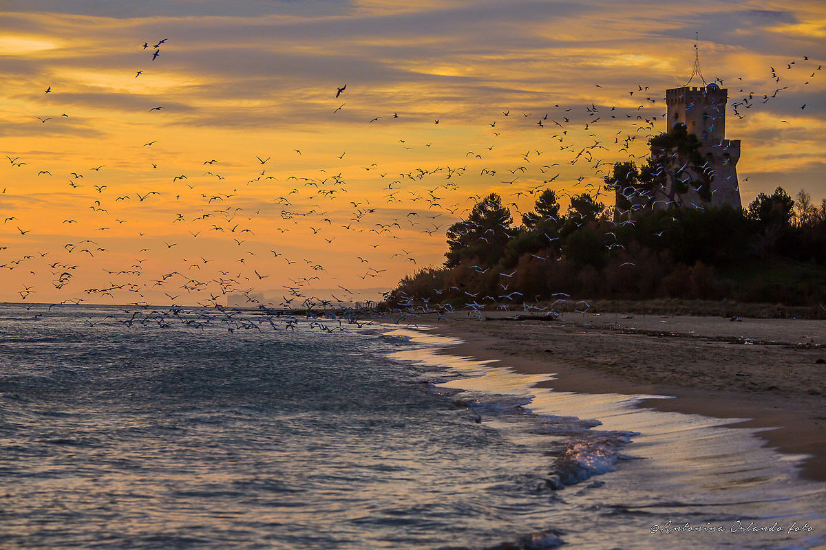 Gabbiani sulla torre !!