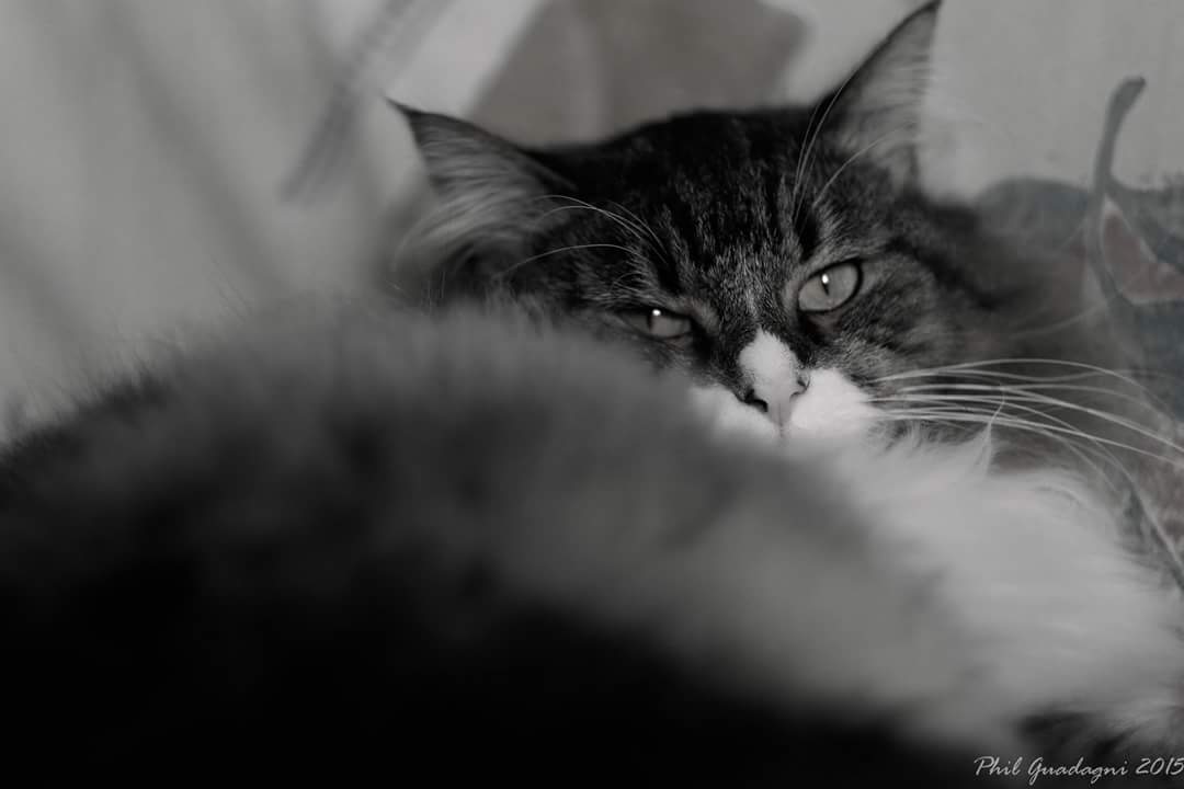 La bella addormentata