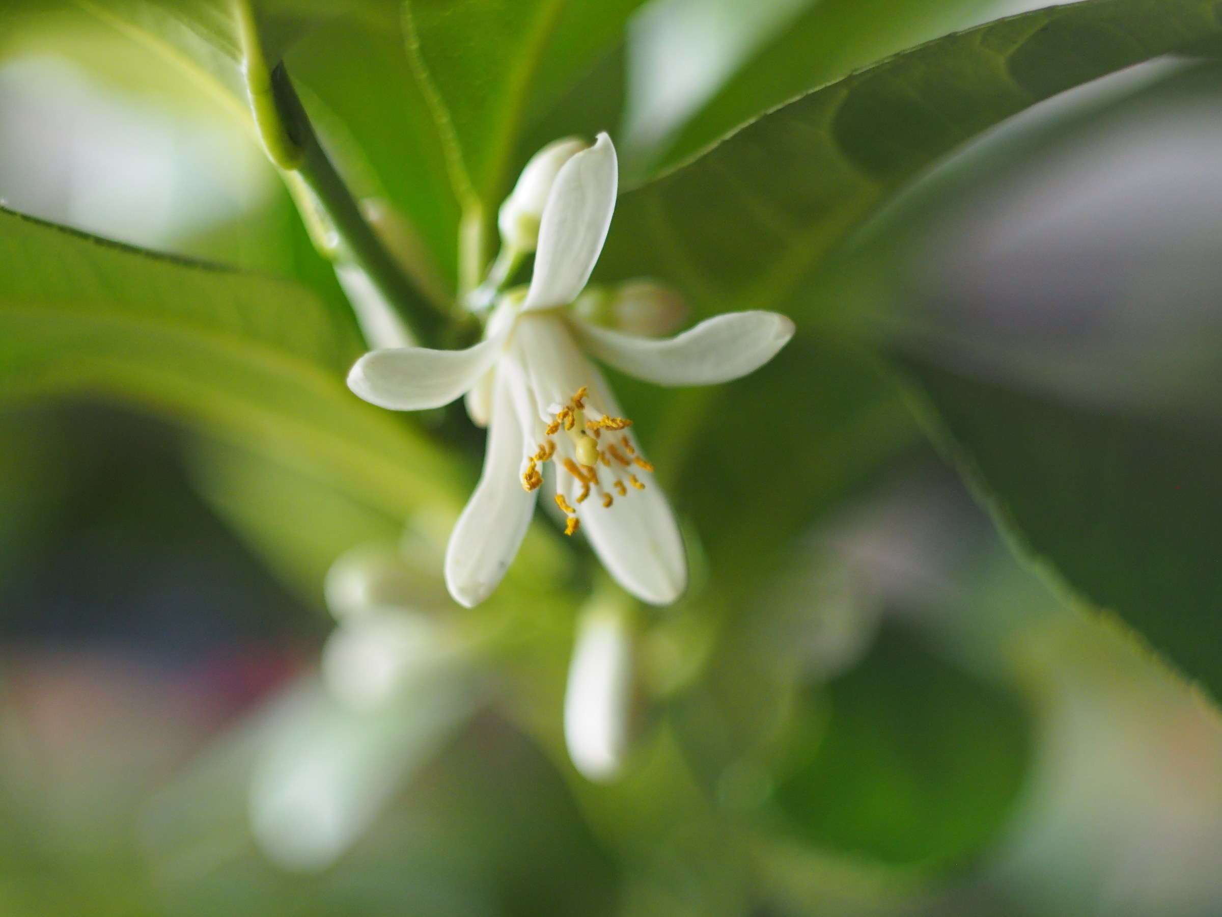 Flower lemon 2